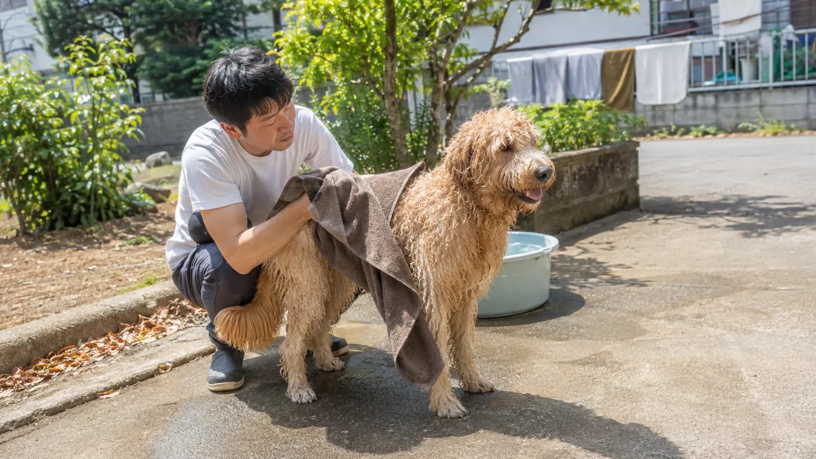 庭で濡れた金色のラブラドゥードルを大きなタオルで拭く男性。うしろに水を張ったたらい