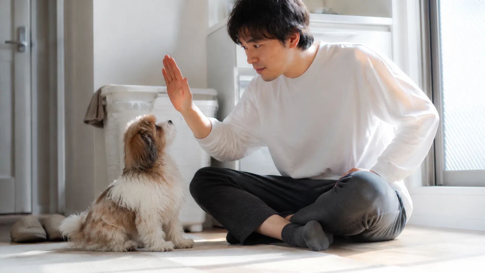 床に座った男性が手のひらを立てて上げ、その手を見上げて目で追っている小さなパピプー