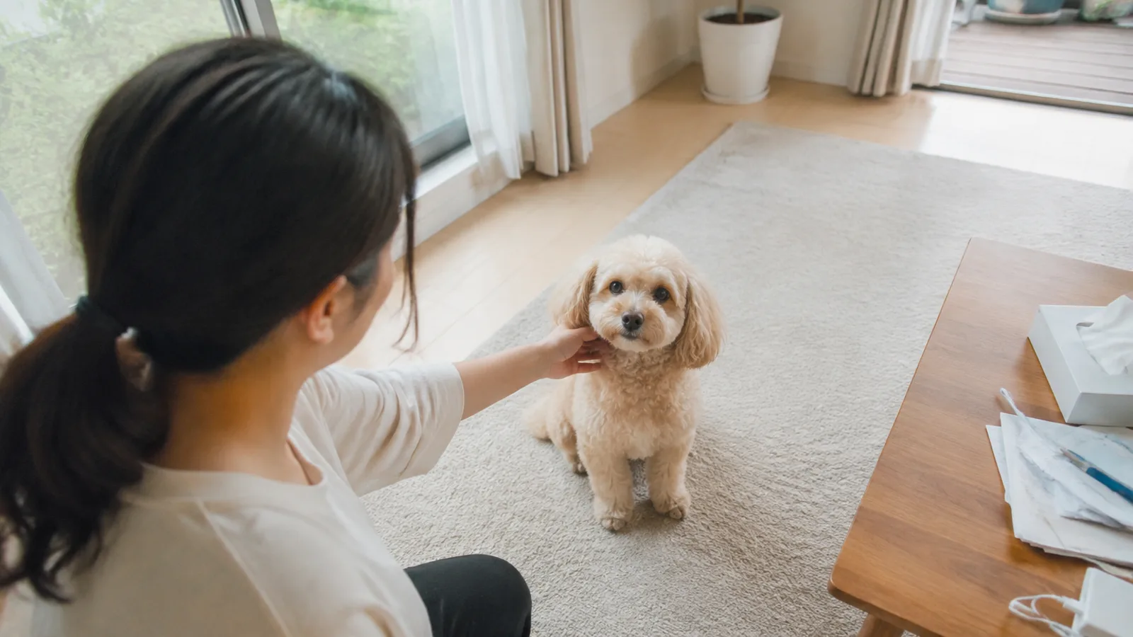 窓辺の敷物の上で正面を向いて座るクリーム色の巻き毛のペキプーと、手前から頬に手を伸ばす後ろ姿の女性