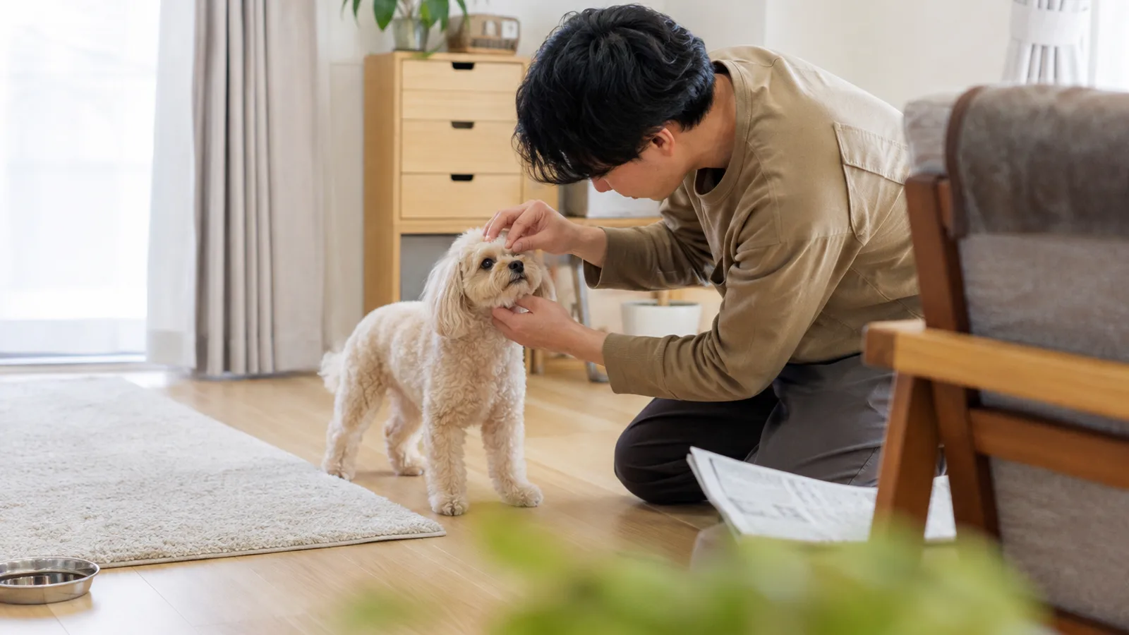 床にひざをついた男性に、片手で顎を支えられ、もう片方の手で目のまわりの被毛をそっと分けられている、四足で立つクリーム色のペキプー