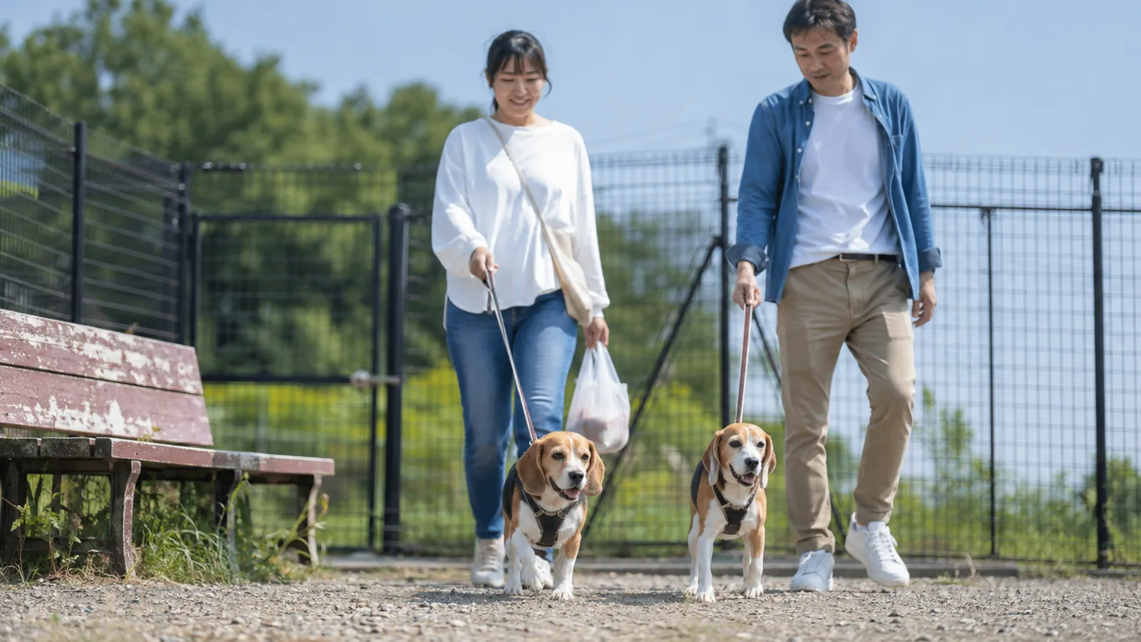 柵のあるドッグランで、少し距離をあけて並んで歩く三色のビーグル2頭と、それぞれのリードを持って歩く女性と男性