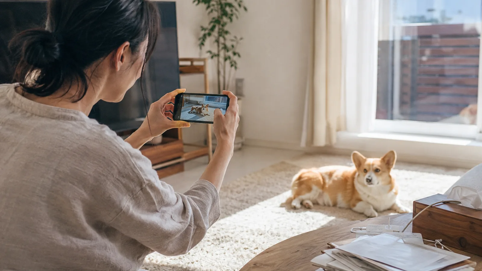 ラグでくつろぐ赤と白のコーギーをスマートフォンで撮影する女性。画面に犬が映っている