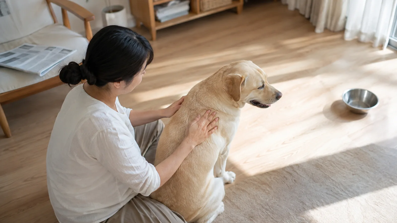 床に座り、座っているイエローのラブラドールの肩と背に両手を当てて毛の質感を確かめる女性