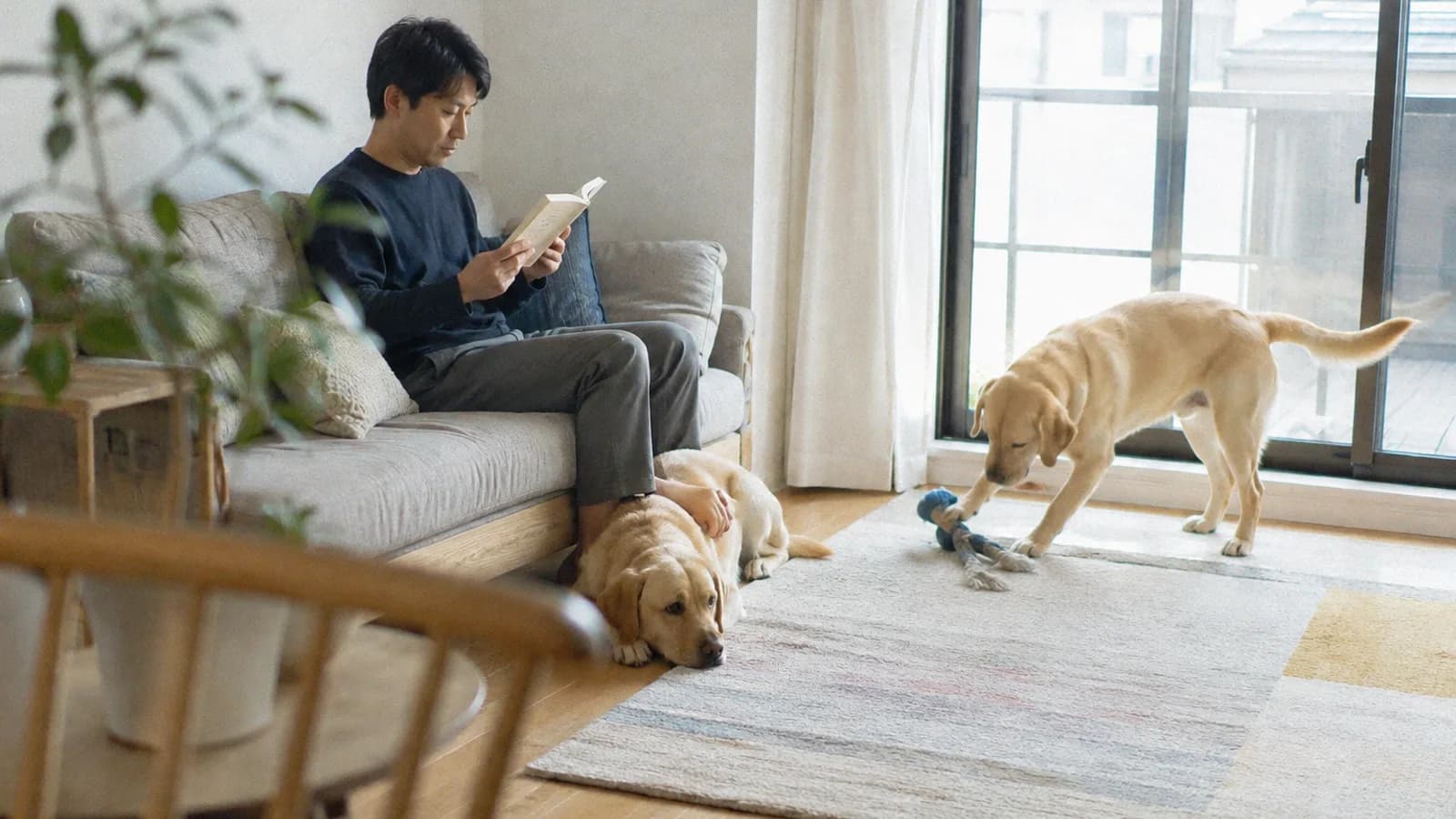 ソファで本を読む男性の足元で伏せるイエローのラブラドールと、窓辺でロープのおもちゃに前足をかけるもう1頭
