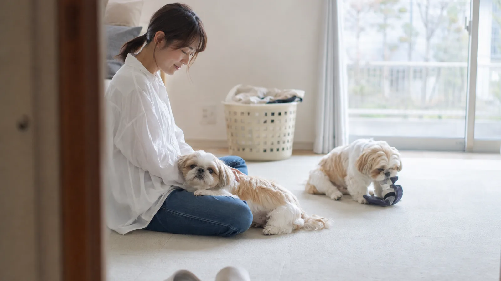 床に座る女性のひざに寄り添うシーズーと、少し離れてスリッパをくわえるもう1頭のシーズー