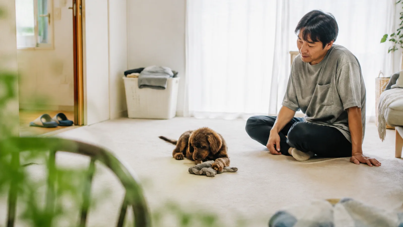 布のおもちゃに前足をかけて遊ぶウェーブの被毛のミックスの子犬と、床に座って見守る男性
