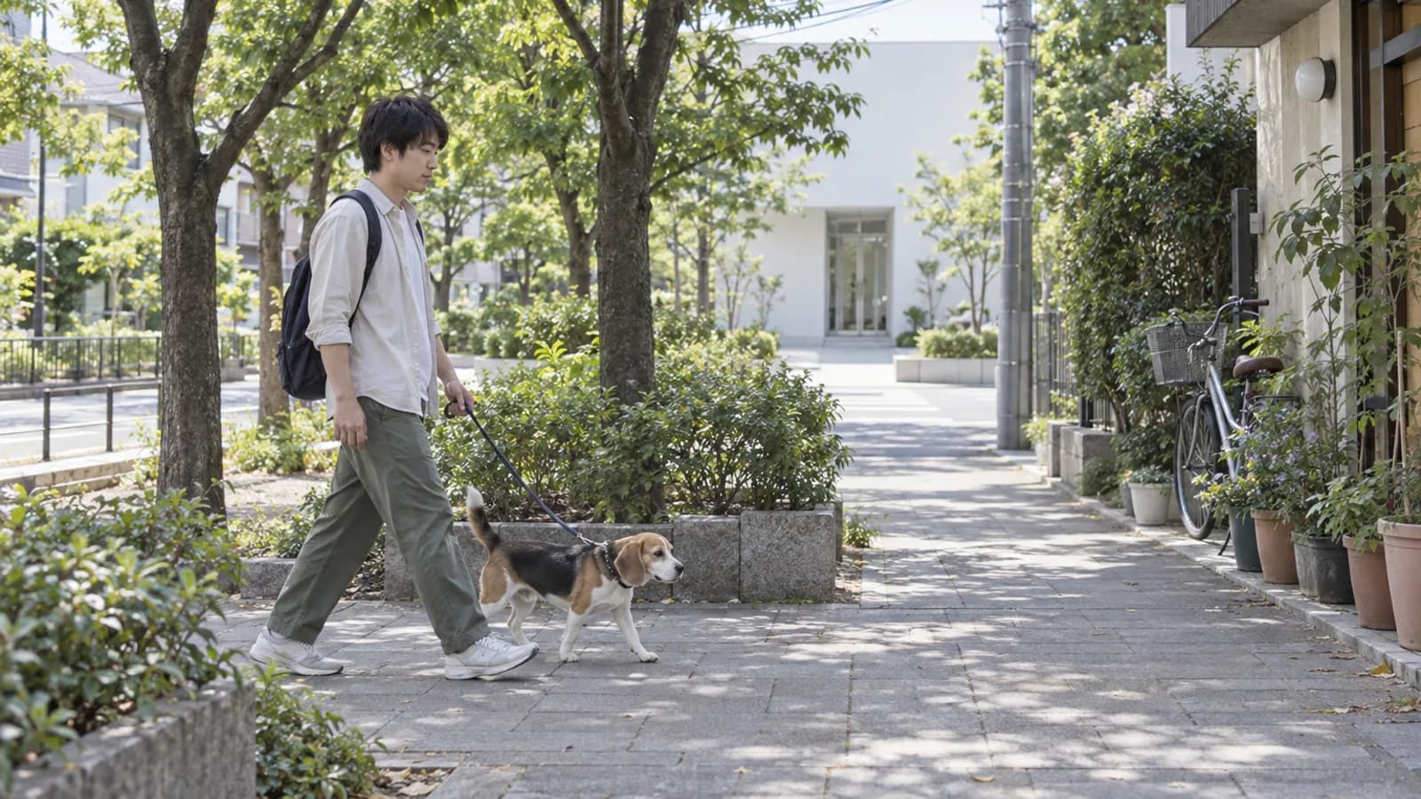 動物病院の入口へ向かって、飼い主と歩くビーグル
