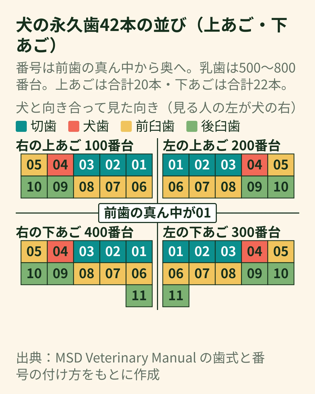 犬の永久歯42本の並びの模式図。上あごと下あごを左右に分けた4つの区画に、100番台から400番台の番号と、切歯・犬歯・前臼歯・後臼歯の色分けが並ぶ