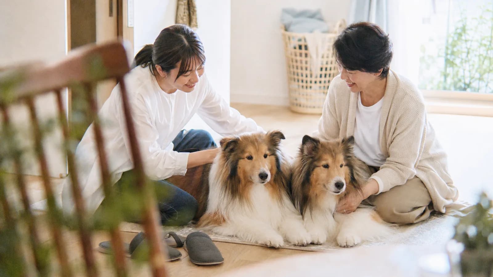 床に並んで伏せる、よく似たセーブルと白の長毛のコリー系の犬2頭と、両側に座る2人の女性