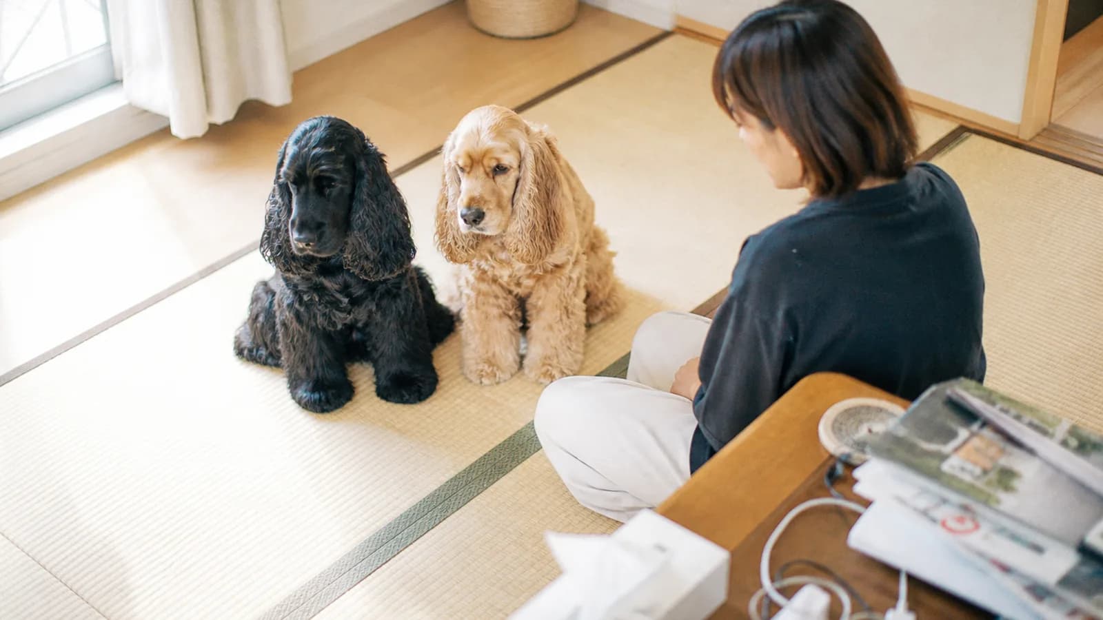 畳の部屋に並んで座るコッカー・スパニエル2頭。左は全身が黒、右は全身がゴールデン。手前に背を向けて座る女性