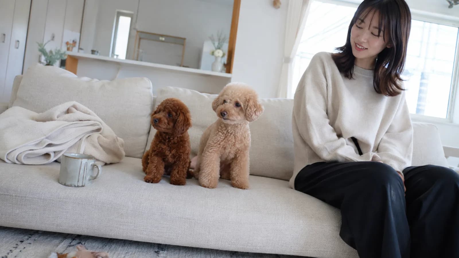 ソファに並んで座るトイ・プードル2頭。左は濃い赤茶色の子犬、右は淡いアプリコットに褪せた成犬。端に座る女性