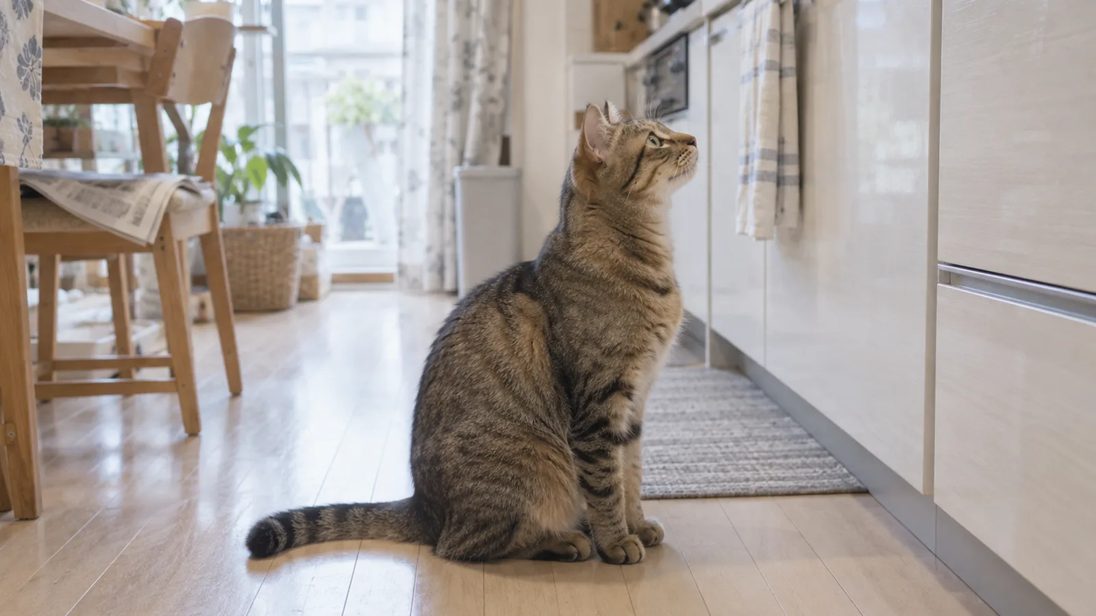 明るい台所の木の床にお座りして、カウンターのほうを見上げているキジトラの猫