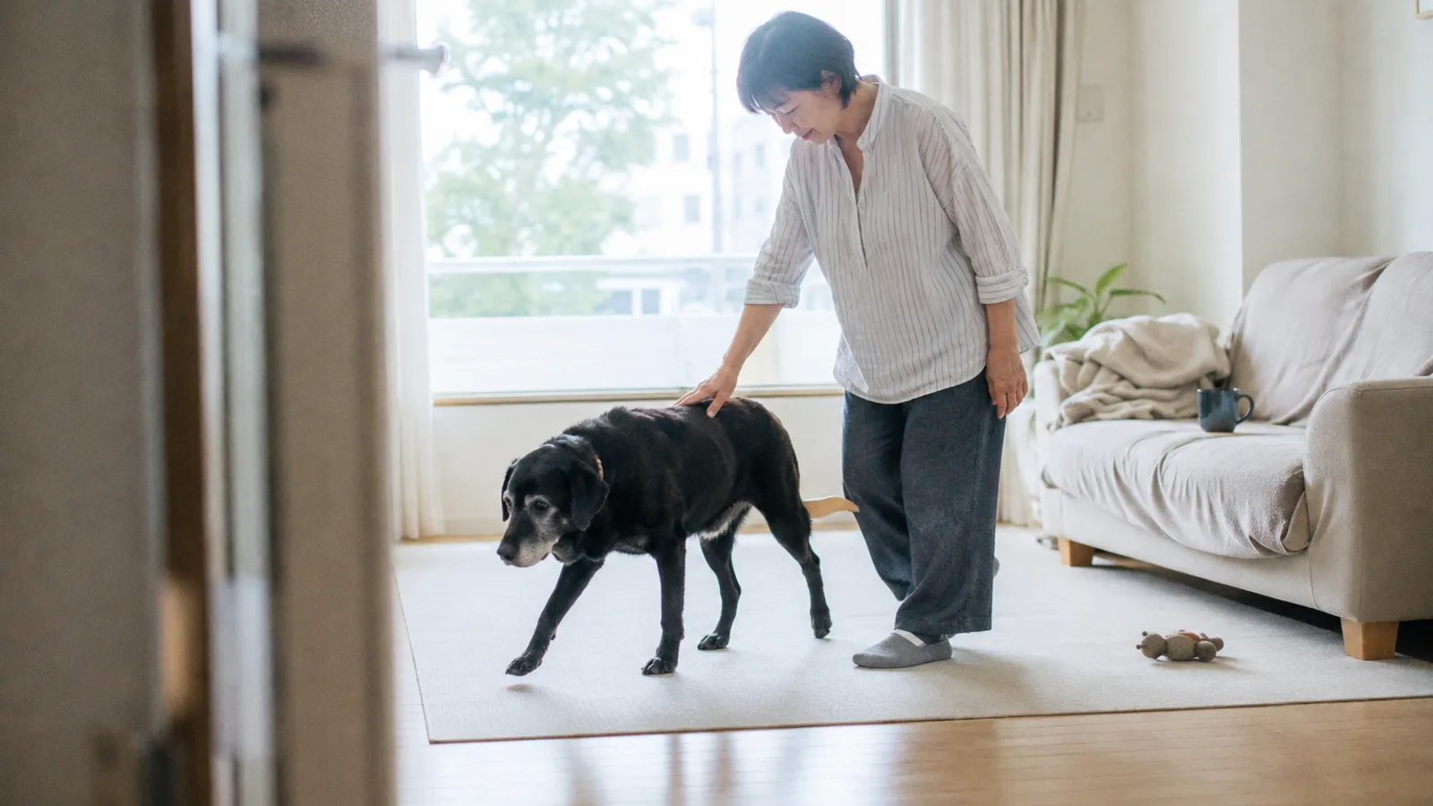 滑り止めマットの上をゆっくり歩く口元の白い黒いラブラドールと、横に並んで背中に手を添える女性
