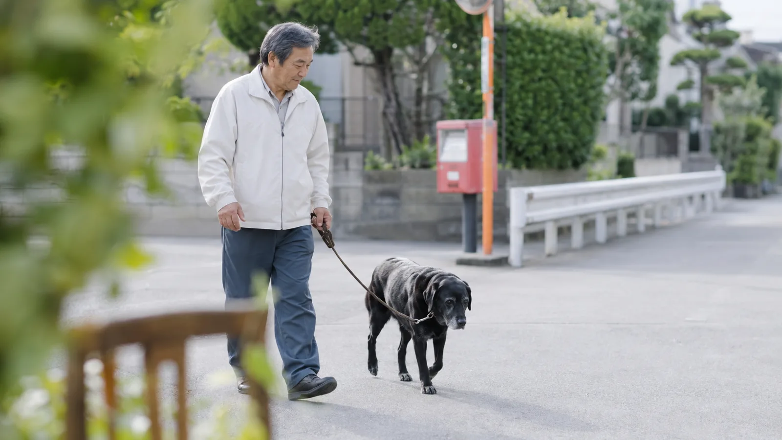 住宅街の歩道で、リードを持つ男性とゆっくり並んで歩く口元の白い黒いラブラドール