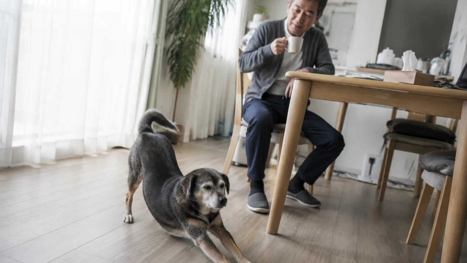 明るい窓辺で前足を伸ばして体を伸ばす口元の白いシニア犬と、ダイニングテーブルでマグを手にその様子を見ている男性
