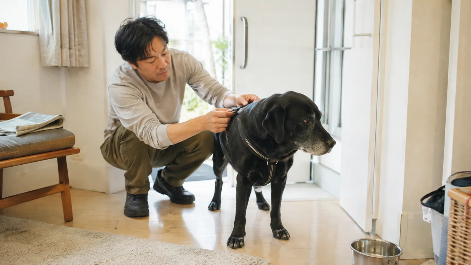 玄関でしゃがんで、口吻のまわりが灰白色の黒いラブラドール・レトリーバーに無地のハーネスを着ける男性