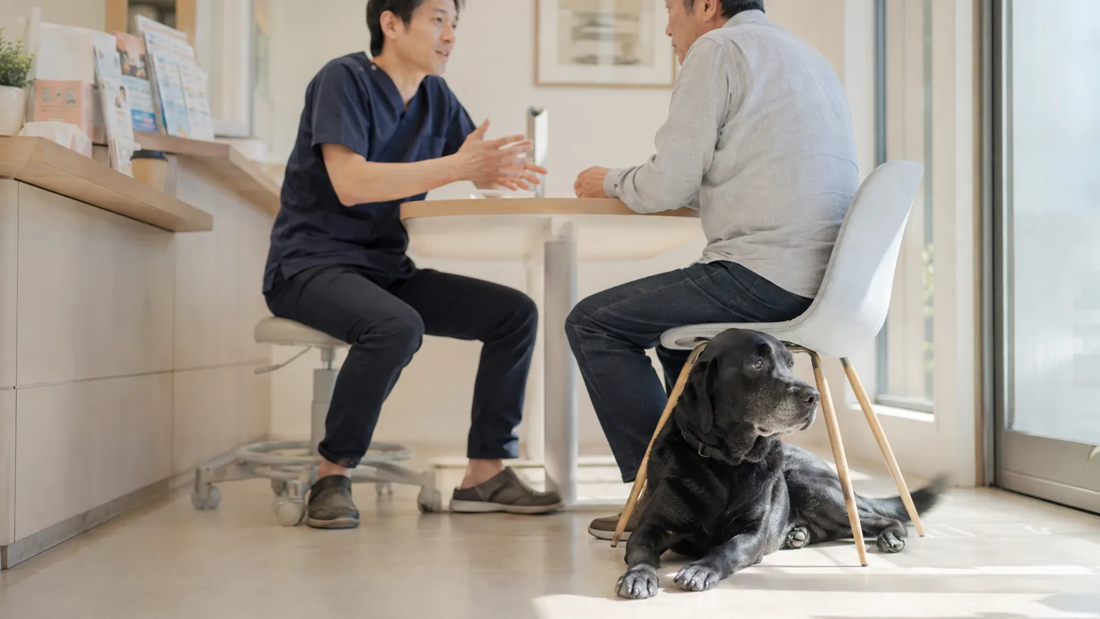 机をはさんで向かい合って話す獣医師と男性、いすの下に伏せる口吻のまわりが灰白色の黒いラブラドール・レトリーバー