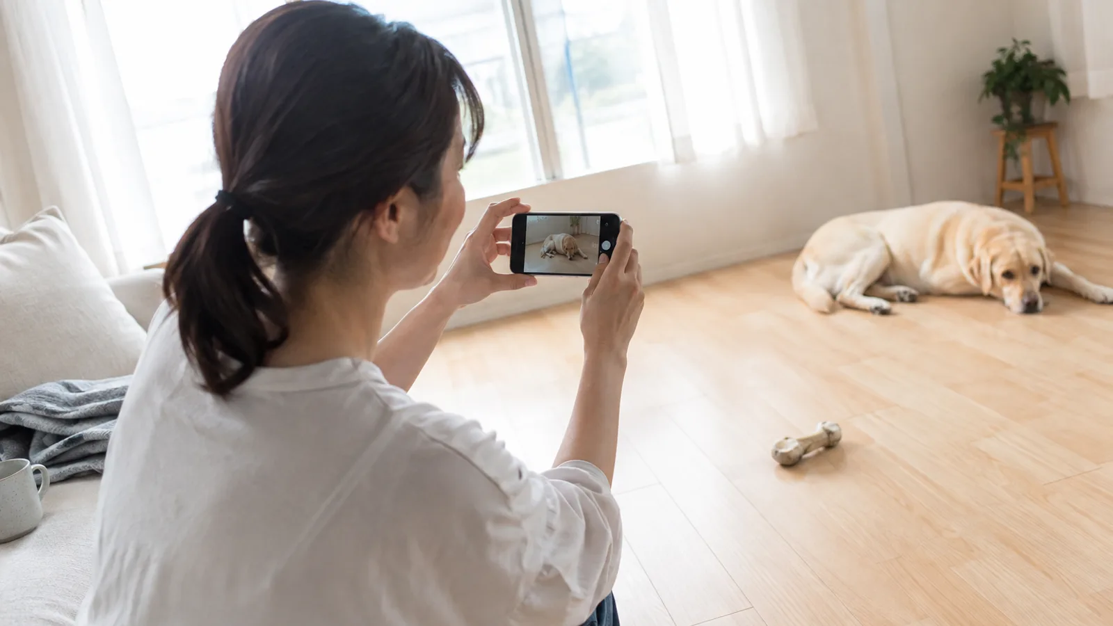 スマホを両手で構えて、少し離れた床に伏せるイエローのラブラドール・レトリーバーを撮る女性