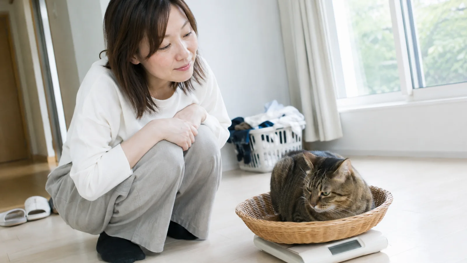 床の体重計の上に置いた籐のかごの中で伏せるキジトラの猫と、しゃがんで見守る女性。表示に数字はない