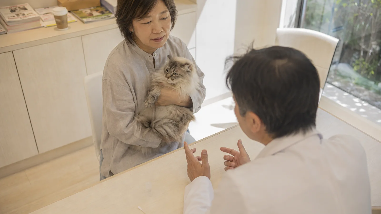動物病院で、長毛の猫を腕に抱いて獣医師の説明を聞いている女性。机の上に綿棒が置かれている