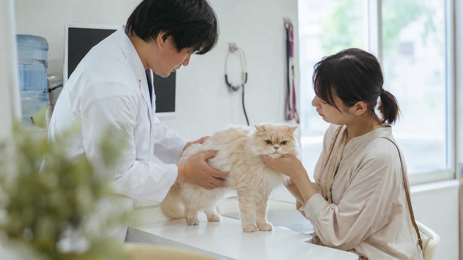 動物病院の診察台に立つクリームのペルシャの体に両手を添える獣医師と、猫の顎を支える女性