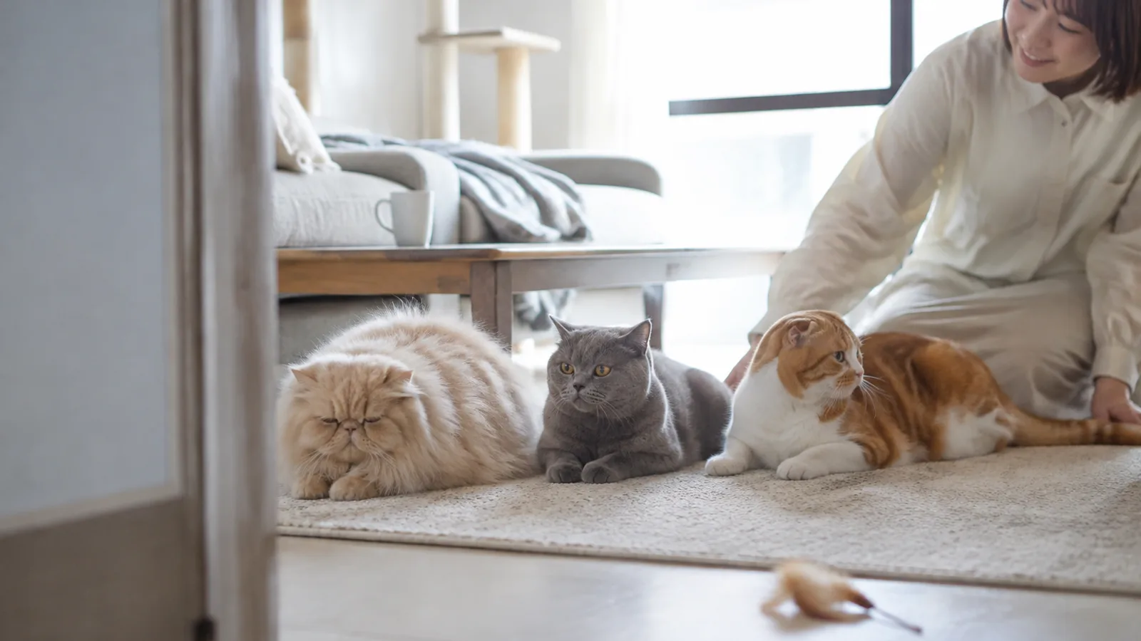 ラグの上に並ぶ3頭の猫。平らな顔で長毛のクリームのペルシャ、丸顔で短毛の青灰色のブリティッシュショートヘア、耳の折れた茶白のスコティッシュフォールド。右手前に座る女性