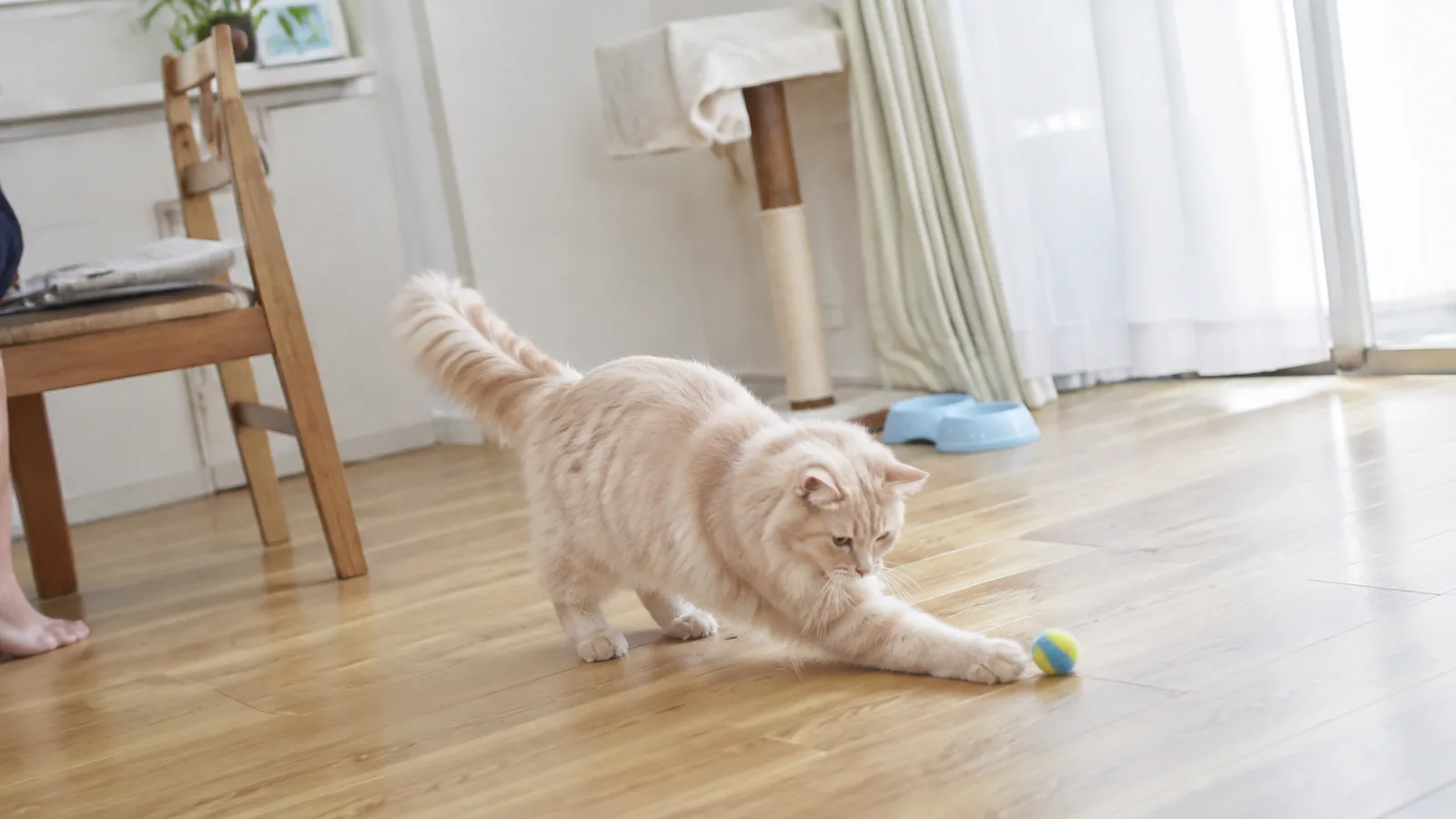 フローリングで小さなボールに前足を伸ばして遊ぶクリームの長毛の猫