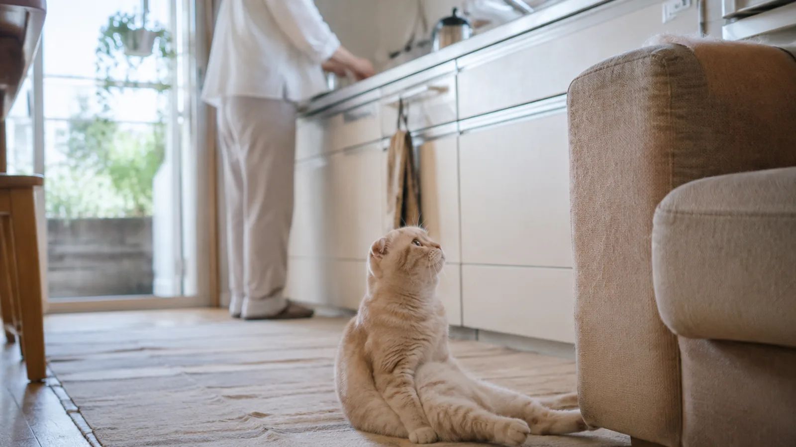 台所のマットで後ろ足を前に投げ出して座り、上を見上げるクリーム色の折れ耳の猫。奥の流し台に人が立っている
