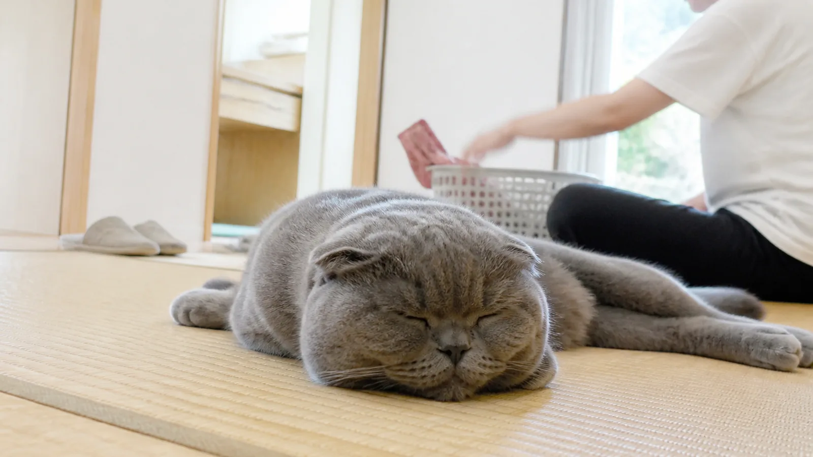 畳の上で顔を伏せて休む青灰色の猫。小さな耳が前に折れて丸い頭に沿っている。奥で人が洗濯かごに手を伸ばしている