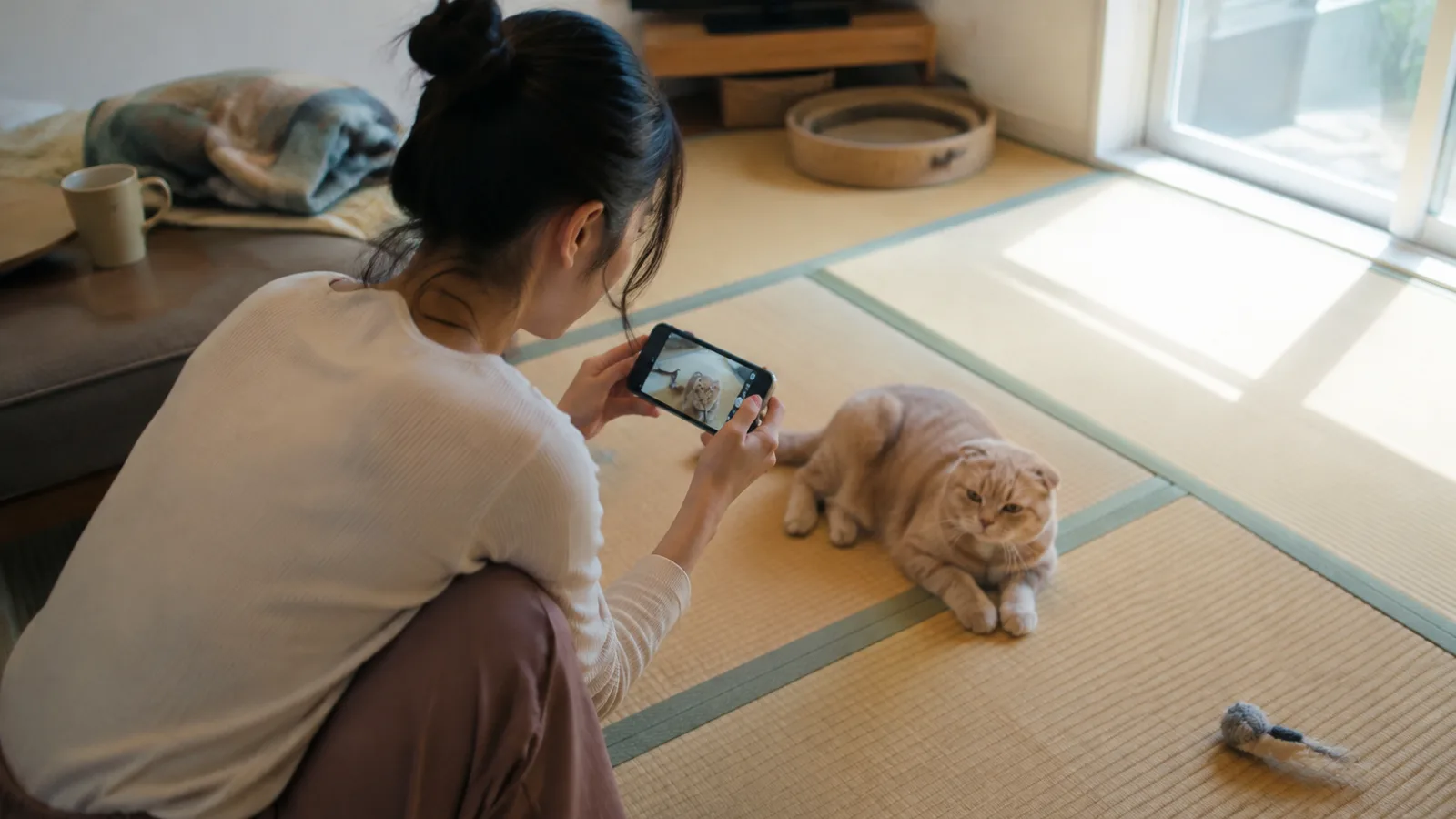 畳の上で伏せるクリーム色の折れ耳の猫を、しゃがんでスマートフォンで撮る女性。画面にも同じ猫が写っている
