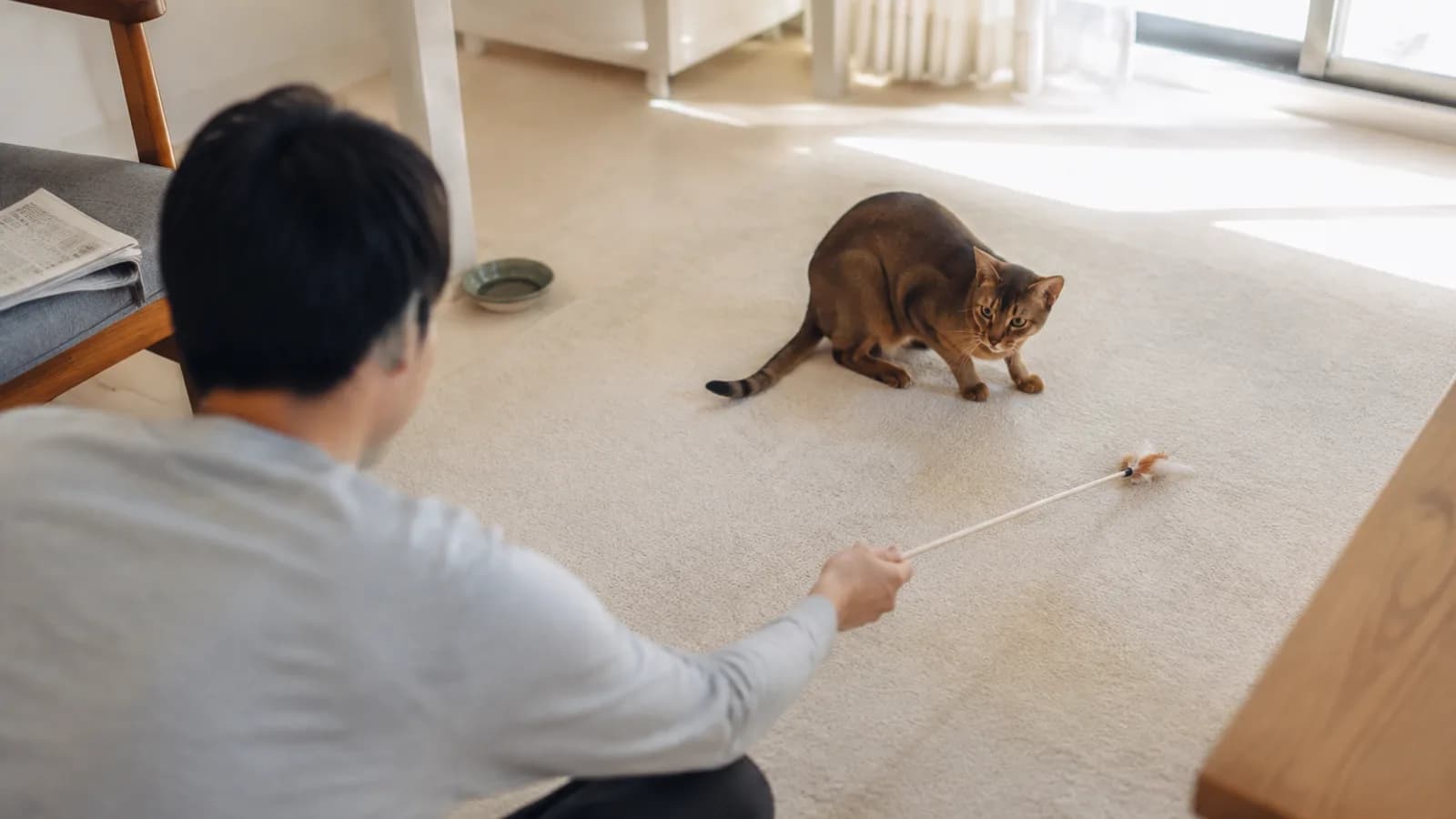 床で動く羽根のおもちゃに身をかがめて視線を向けるティックドの短毛のアビシニアンと、手前でおもちゃを持つ男性の後ろ姿