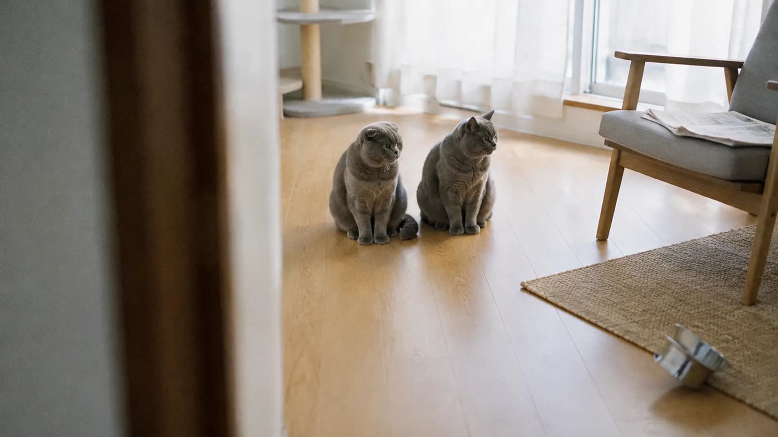 フローリングに並んで座る2頭の青灰色の猫。左は耳が前に折れて頭に沿い、右は耳が立っている