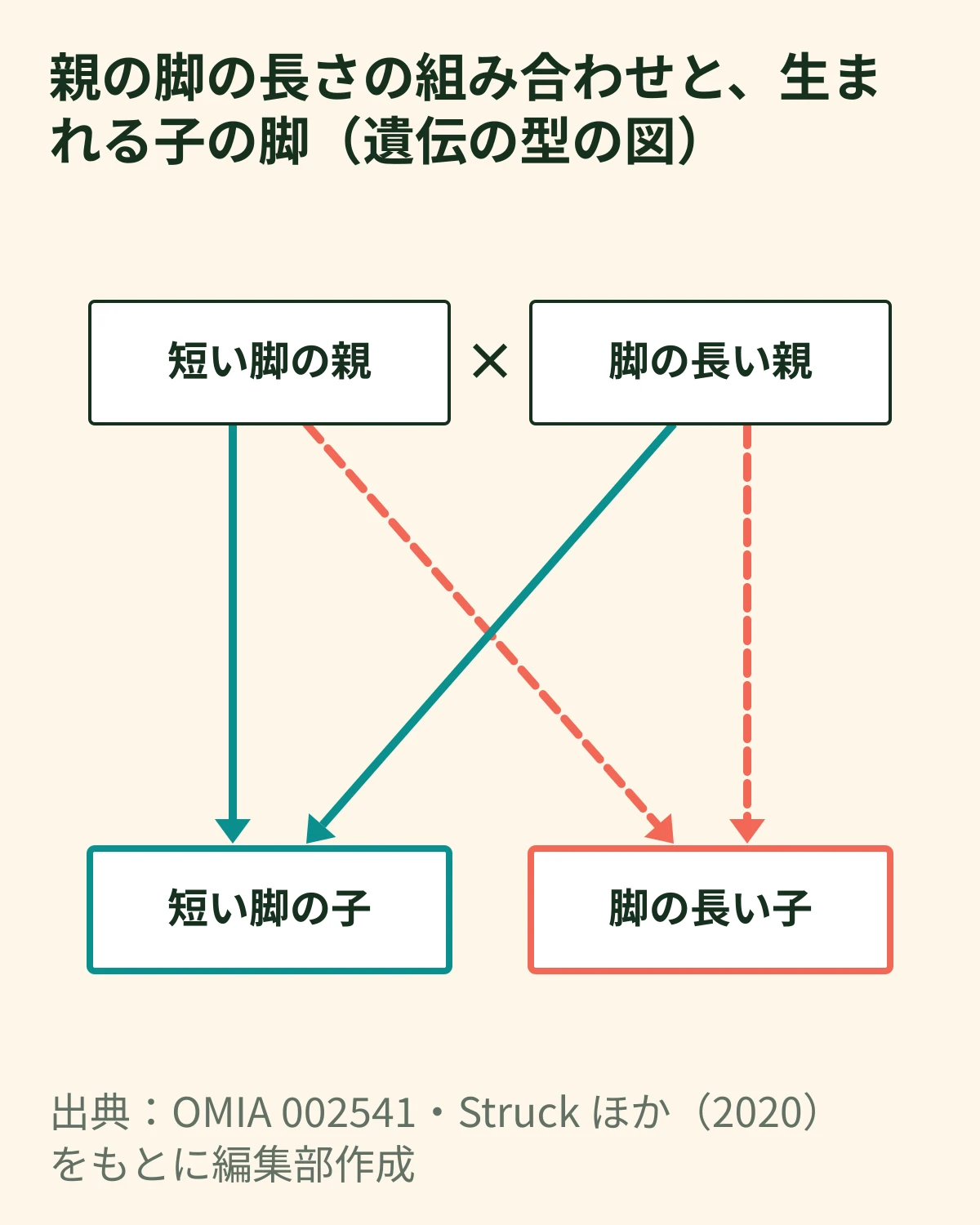 短い脚の親と脚の長い親の組み合わせから、短い脚の子も脚の長い子も生まれることを示す遺伝の型の模式図
