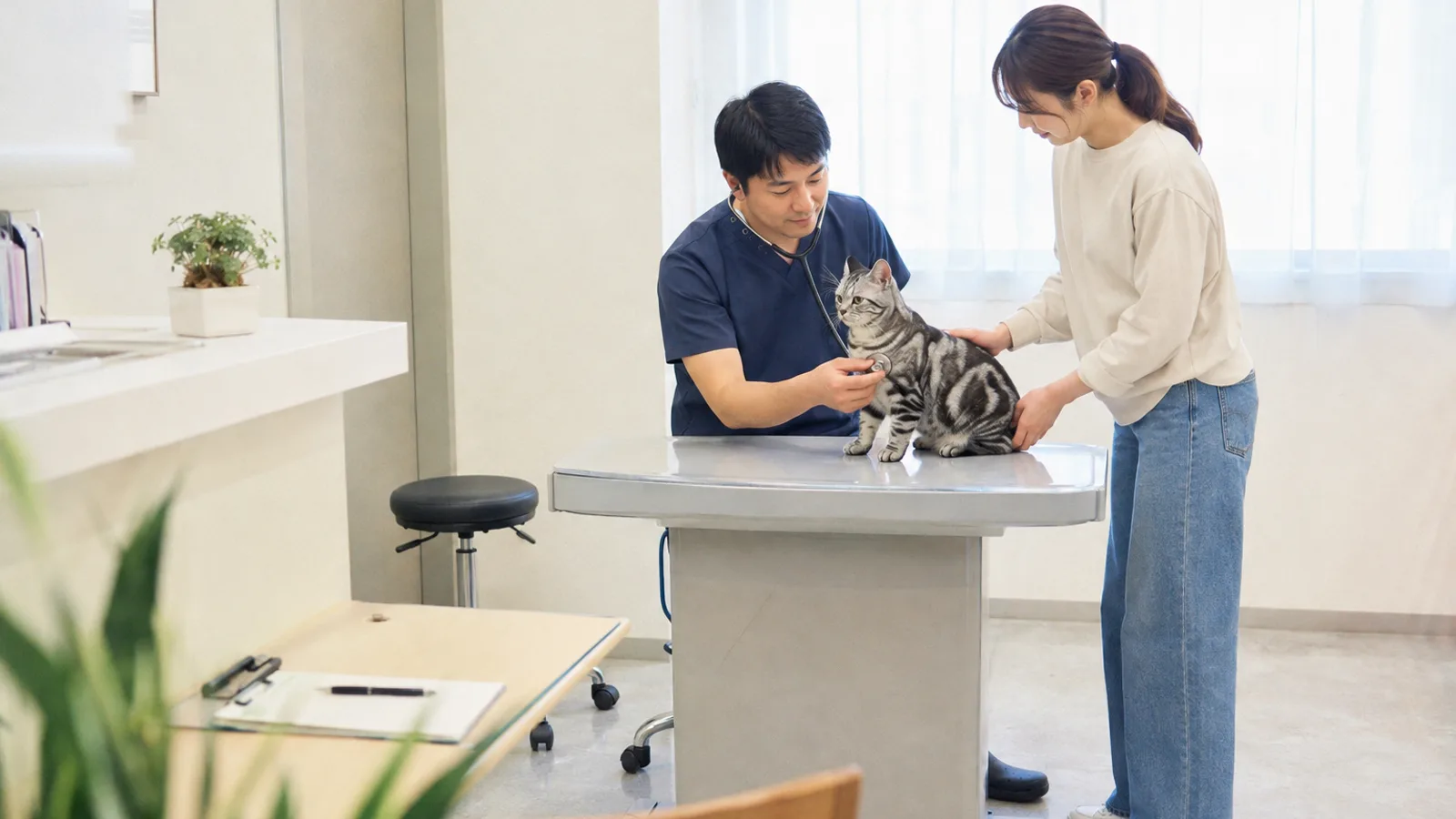 診察台に座る銀灰色に黒い渦巻き模様の猫の胸に聴診器を当てる獣医師と、猫の背に手を添える女性