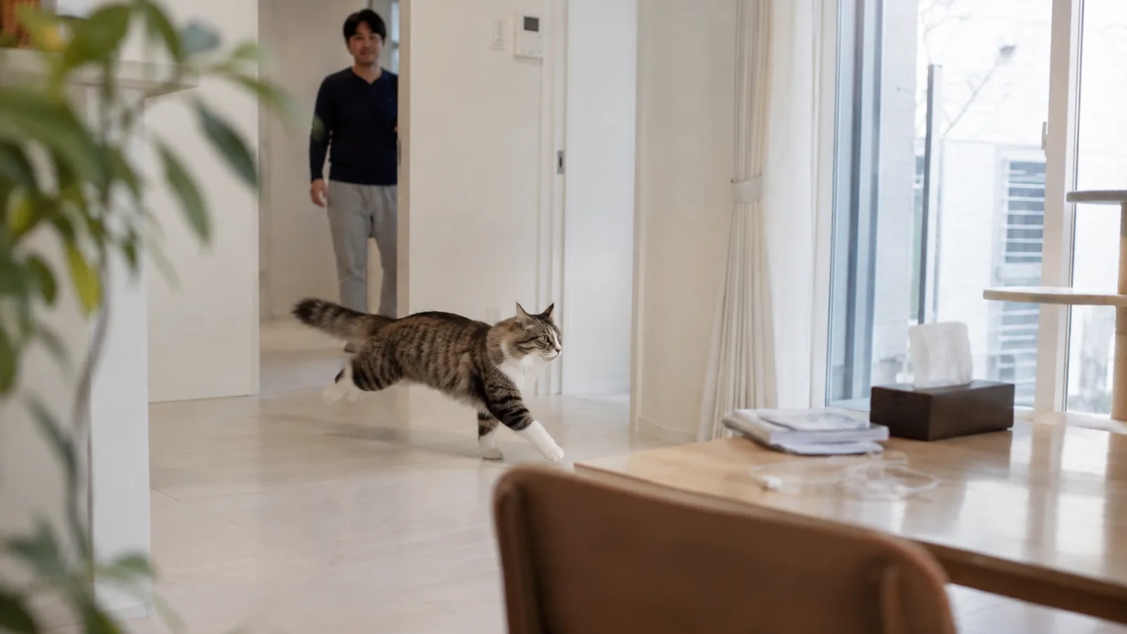 明るい廊下を尾を伸ばして歩くブラウンタビー&ホワイトの長毛の大型猫と、奥のドア口に立つ男性