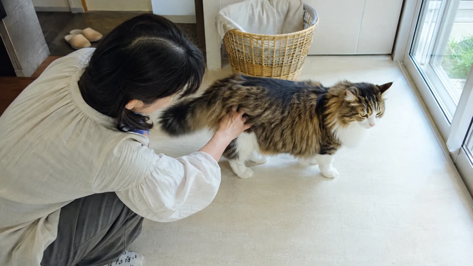 立っているブラウンタビー&ホワイトの大型猫の脇腹の厚い毛の中に指先を入れて体つきを確かめる、しゃがんだ女性