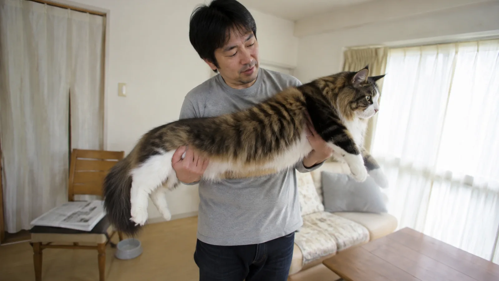 両腕で胸の高さに抱え上げられ、前腕からはみ出すほど体の長いブラウンタビー&ホワイトの大型猫と、抱える男性