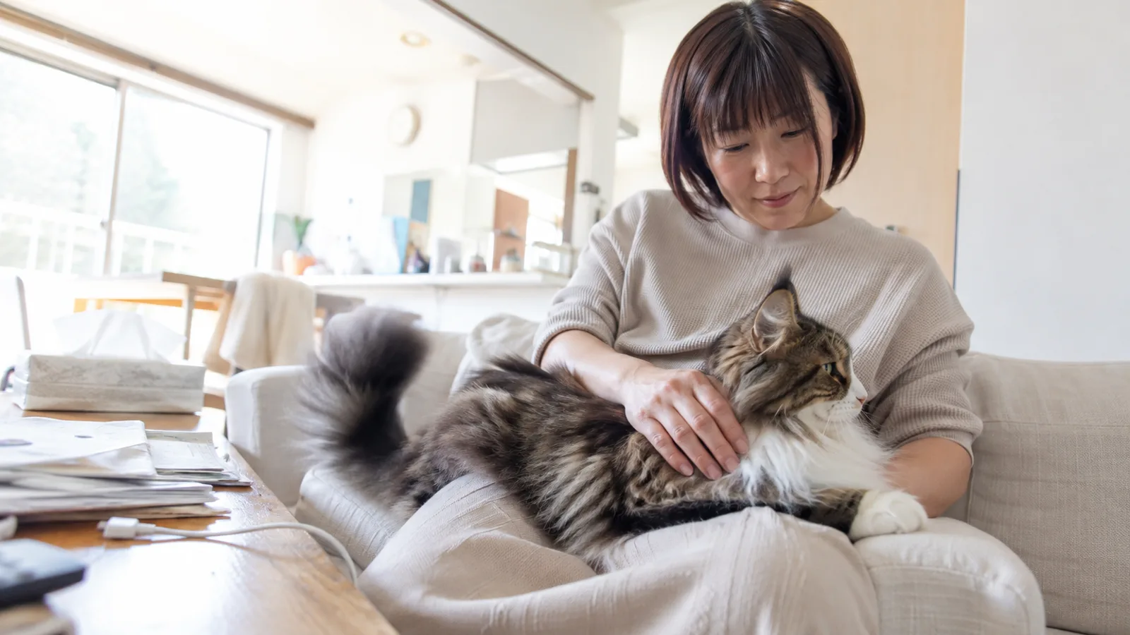 ソファで膝にのせたブラウンタビー&ホワイトの長毛の大型猫の首から肩に手を添える女性