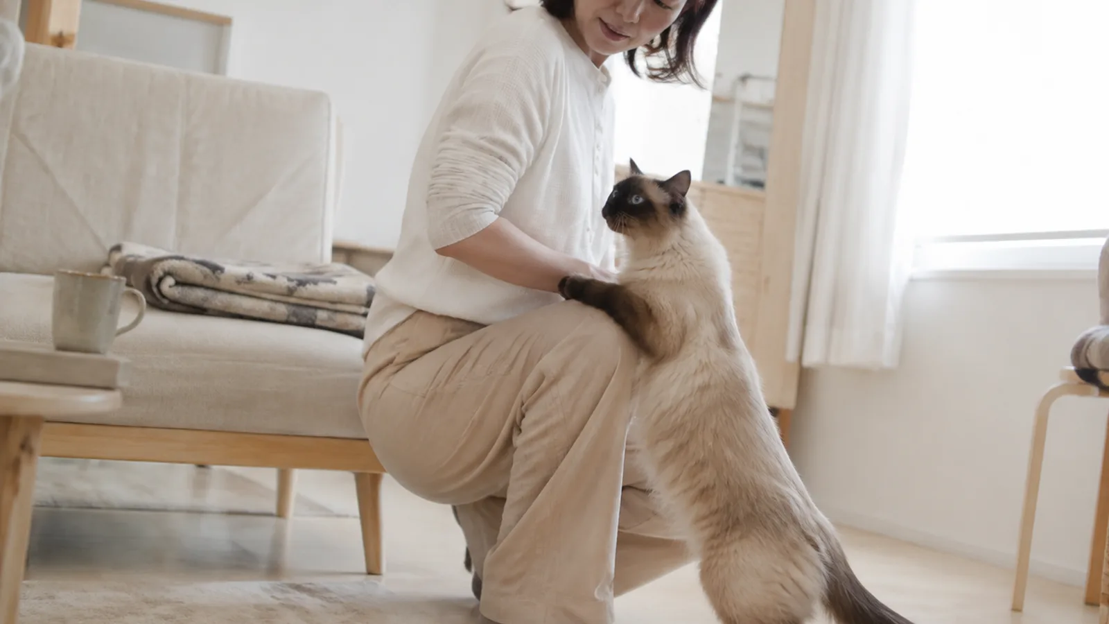 しゃがんだ女性の腿に後ろ足で立ち上がって前足をかける、青い目でクリーム色に濃い茶色のポイントがある大きな長毛猫