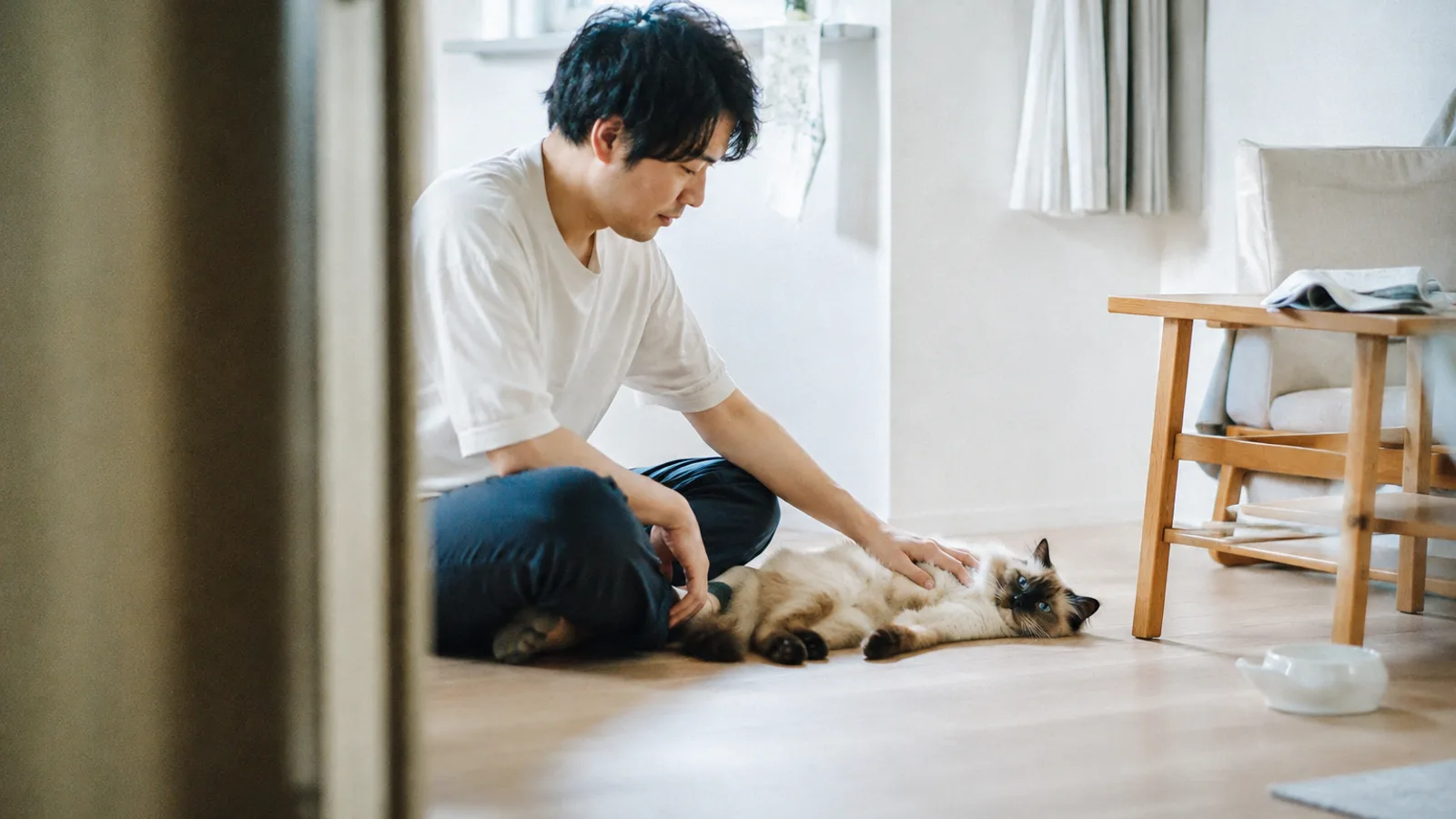 床で体を伸ばして横になる青い目の長毛猫の胸に手を当てて座る男性