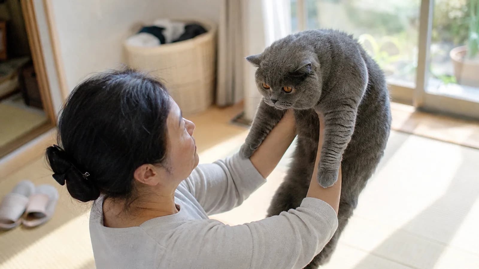 両腕で持ち上げられた、体つきの厚い青灰色の密な被毛の猫と、それを見上げる女性
