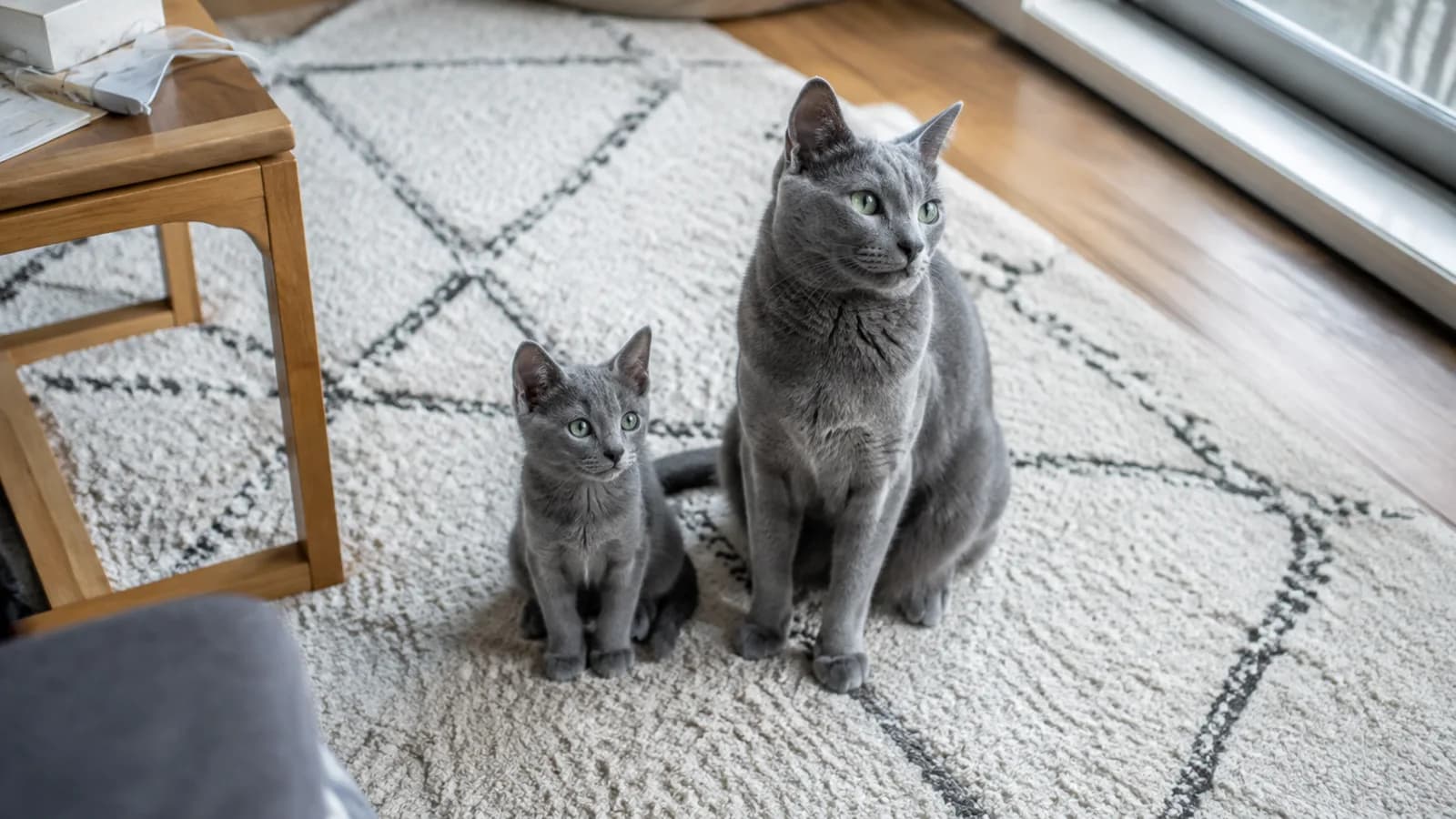 ラグの上に並んで座る、青灰色の被毛のロシアンブルーの子猫と成猫