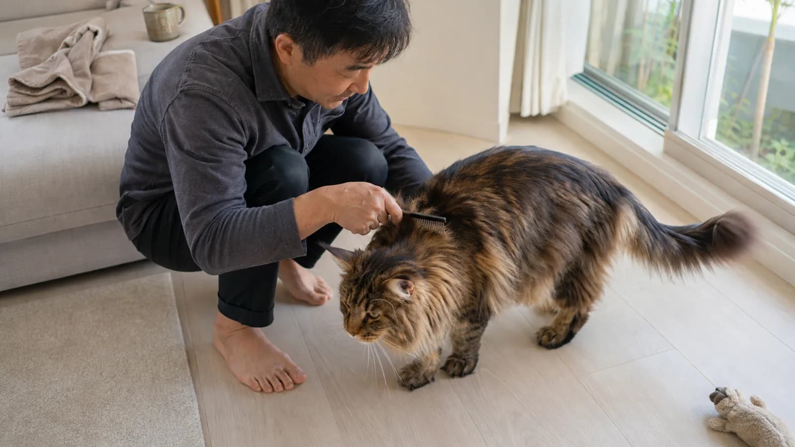 床で金属のコームを使い、大きなブラウンタビーの長毛猫の首から背中の毛をとかす、しゃがんだ男性