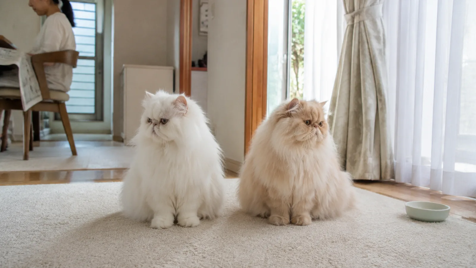 床に並んで座る2頭の短く平らな鼻づらの長毛猫。左は真っ白、右はクリーム色。奥のいすで新聞を読む女性