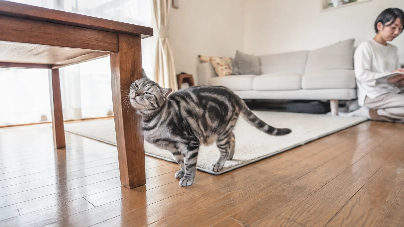 木のテーブルの脚に頬をこすりつけている目を細めたシルバータビーの猫と、奥で床に座って本を読む女性
