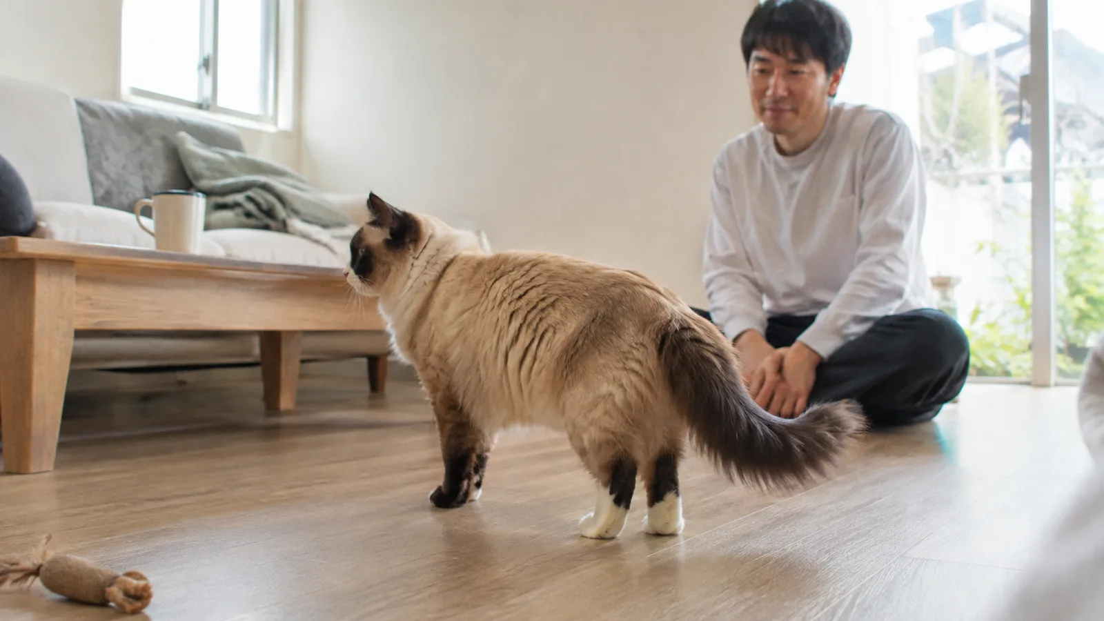 明るい床に立つバーマンを斜め後ろの横から見たところと、後方の床に座って見ている男性。後ろ足の白が足先からかかとの裏まで尖って伸びていて、左右が同じように出ている