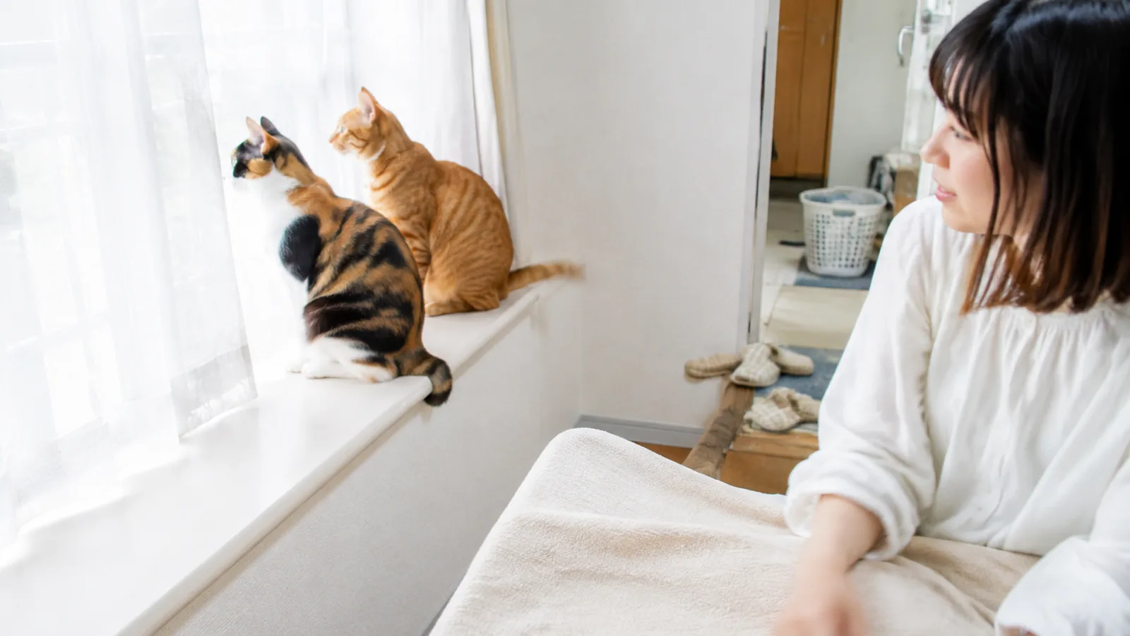 明るい窓台に並んで座る、黒・茶・白の三毛猫と、全身がオレンジの縞の茶トラ猫。手前のソファに女性