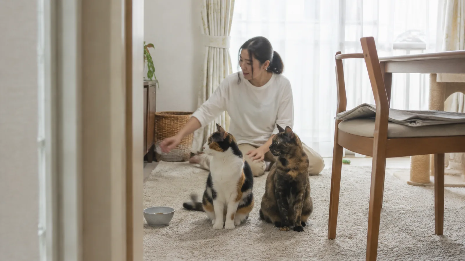 ラグに並んで座る2頭の猫。左は白地に黒とオレンジの斑がはっきり分かれた三毛猫、右は黒とオレンジが細かく混じり白のないサビ猫。後ろに座って手を差し出す女性