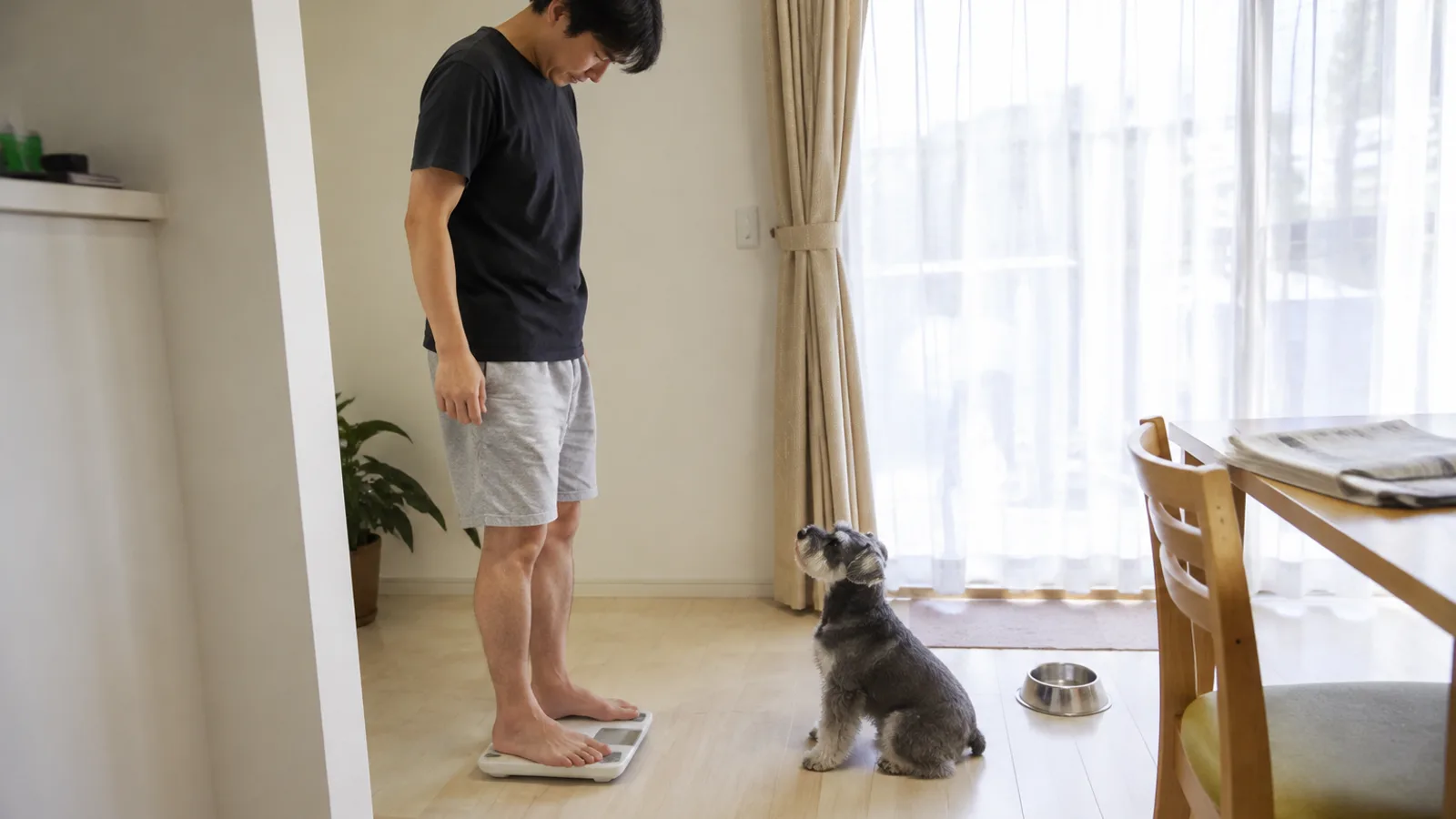 廊下で家庭用の体重計に一人で乗って足元を見下ろす男性と、少し離れた床から見上げるミニチュア・シュナウザー