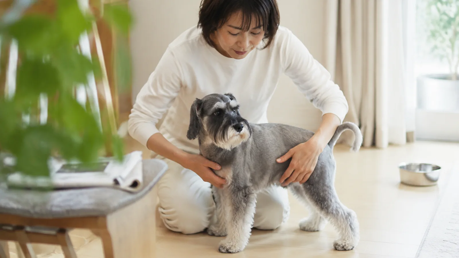 床に座り、落ち着いて立つミニチュア・シュナウザーの胸から腰に両手を沿わせて体つきを確かめる女性